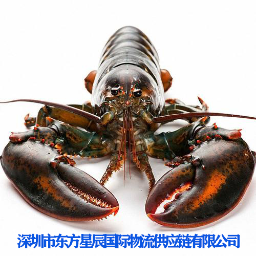 龙虾怎么活着进入中国